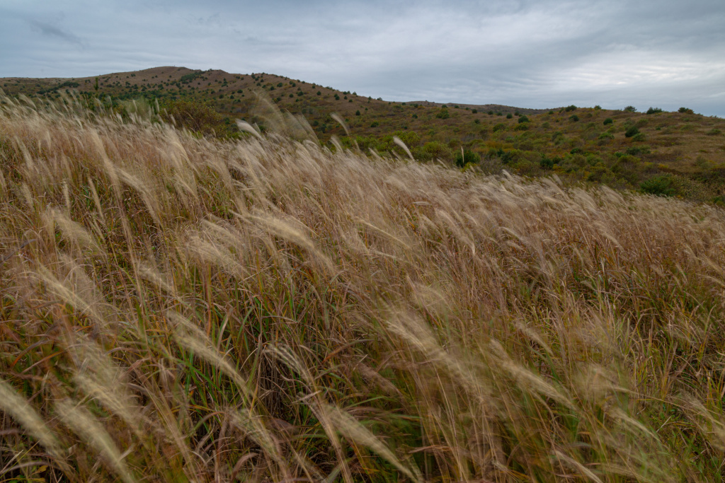 ND16 и выдержка ½ секунды, помогли показать движение сухой травы на ветру