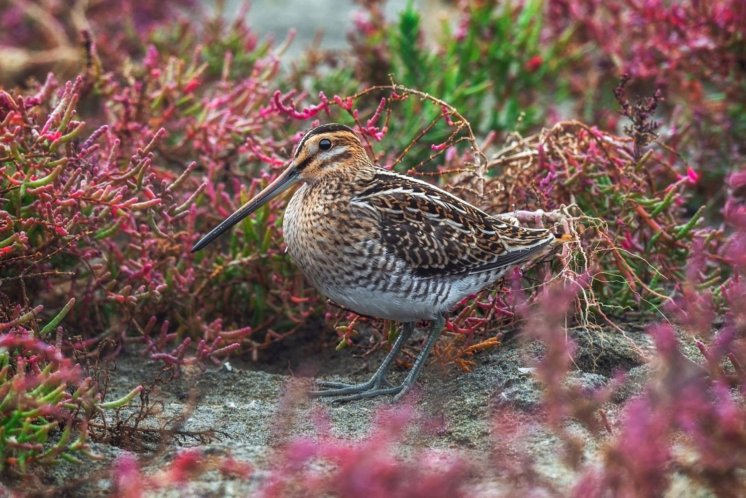 Nature Photo Camp в Дагестане﻿